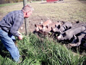 animalwelfare_millerpigs_0307-web_1420