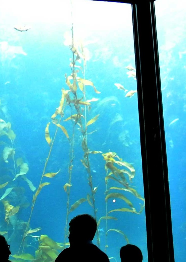 MBA_aquarium_DSC_8325_2840px2