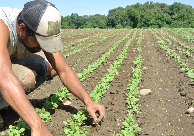 hampshirecampusfarm_1827_1420