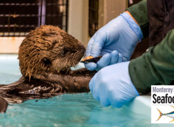 Wellness Wednesday with Seafood Watch: Sustainable seafood is for the birds…and otters… and you!